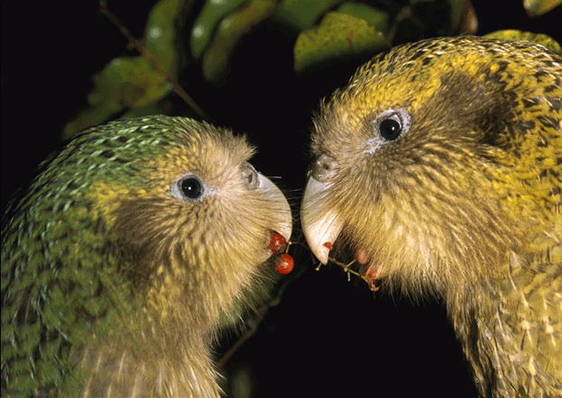 kakapo-eating-baby-cherries