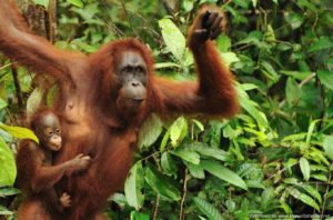 orangutan-in-kalimantan-forest