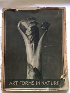 the-first-published-book-of-karl-bloosfeldt