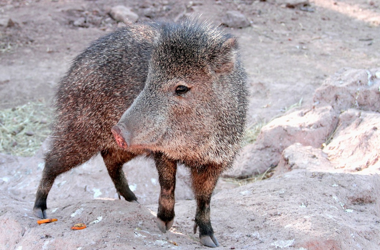 42 Interesting Facts about Javelina World's Facts