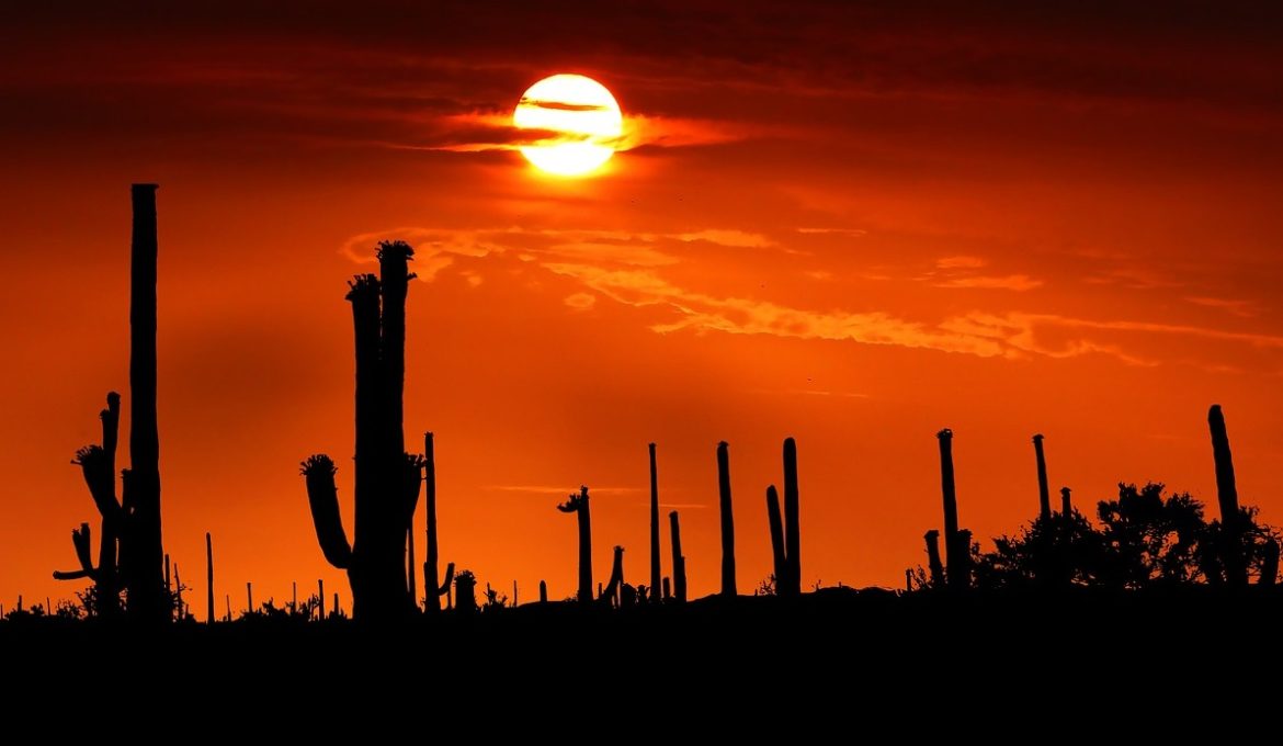 Saguaro Cactus at Sunset