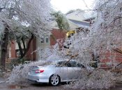 Tree Damage after Ice Storm