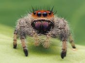 Immature Female Jumping Spider