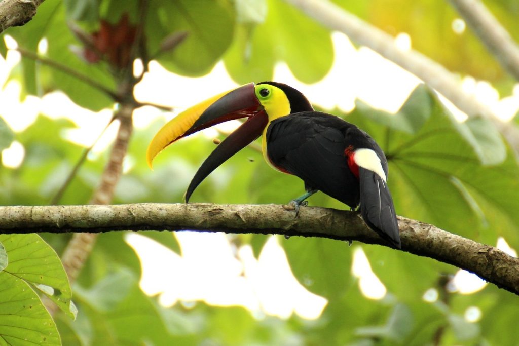 Brown back-toucan