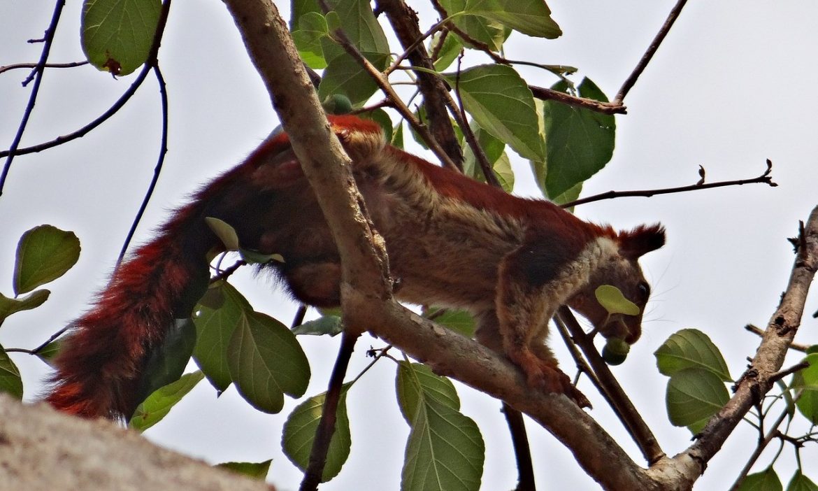 Indian giant squirrel