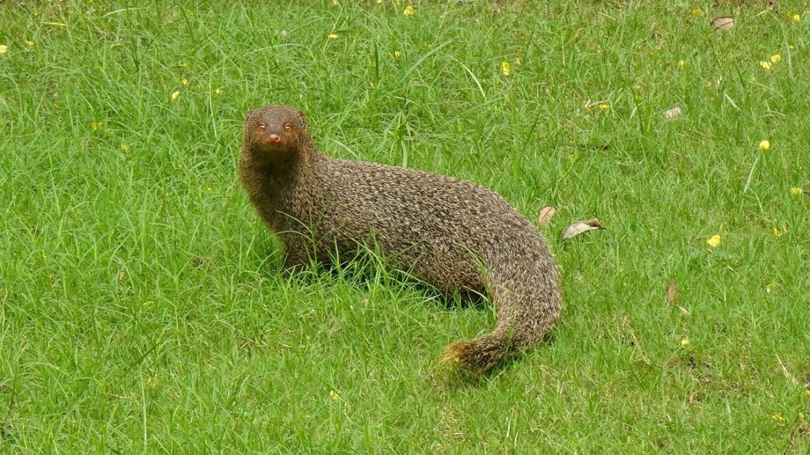 Indian grey mongoose