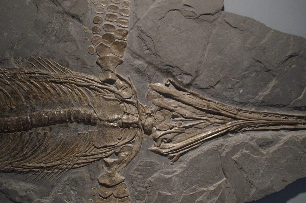 Ichthyosaurs fossil