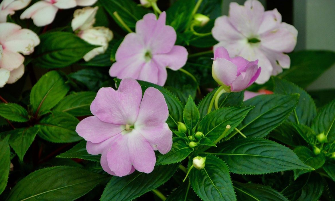 Impatiens