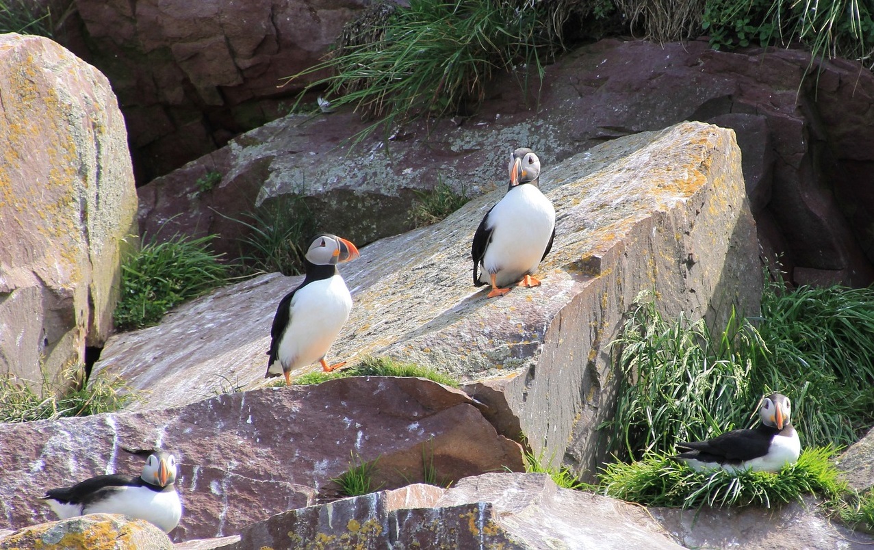 5 INTERESTING FACTS ABOUT NEWFOUNDLAND AND LABRADOR visual data 7