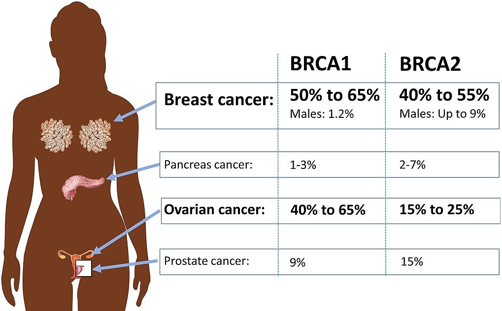 BRCA1 and BRCA2 mutations and absolute cancer risk