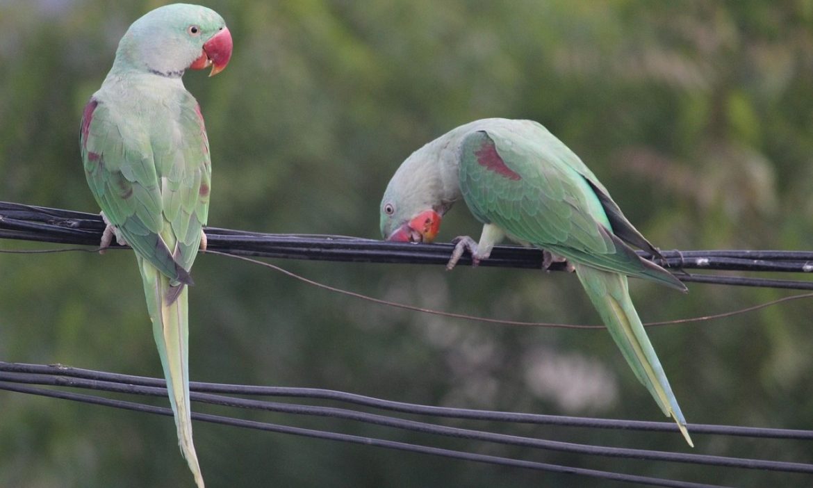 Indian Ringneck Parrots