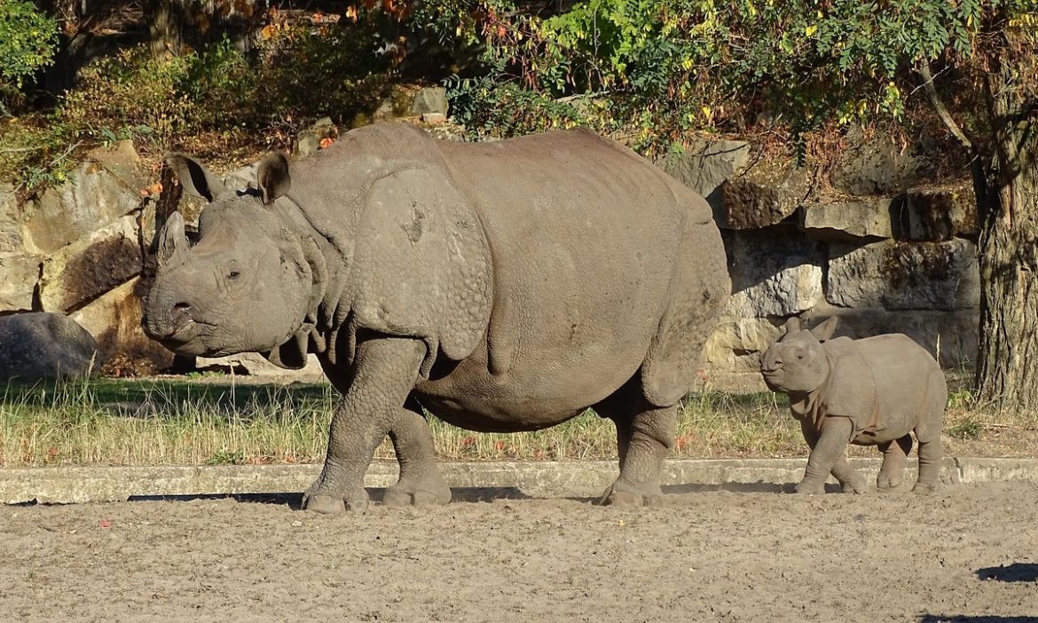 Indian Rhinoceros