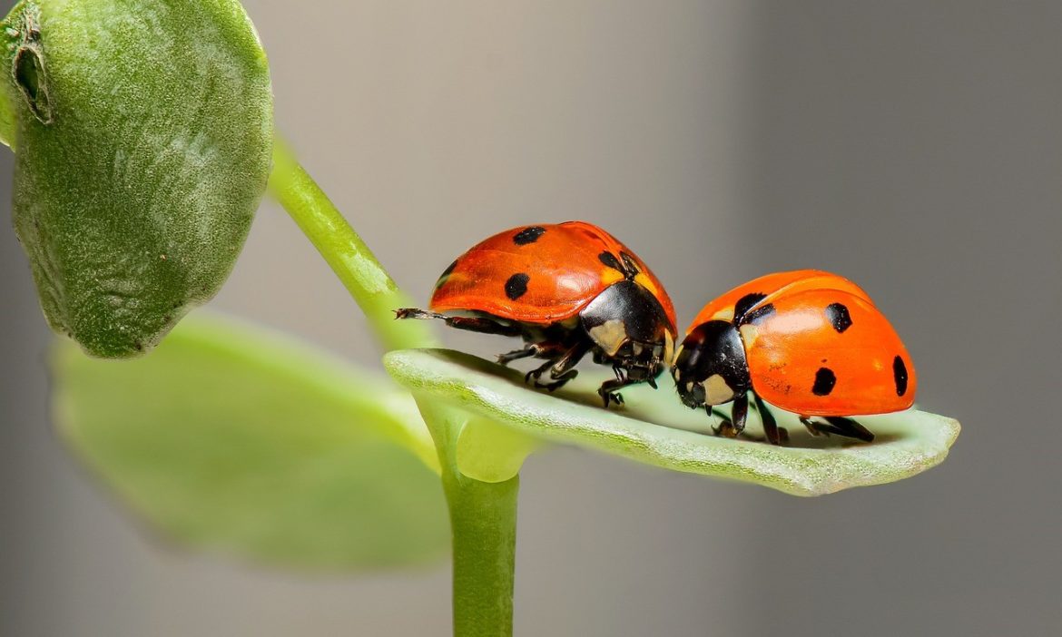 Ladybugs