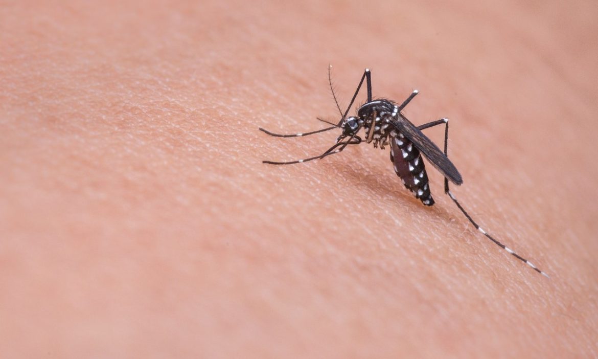 Mosquito bite
