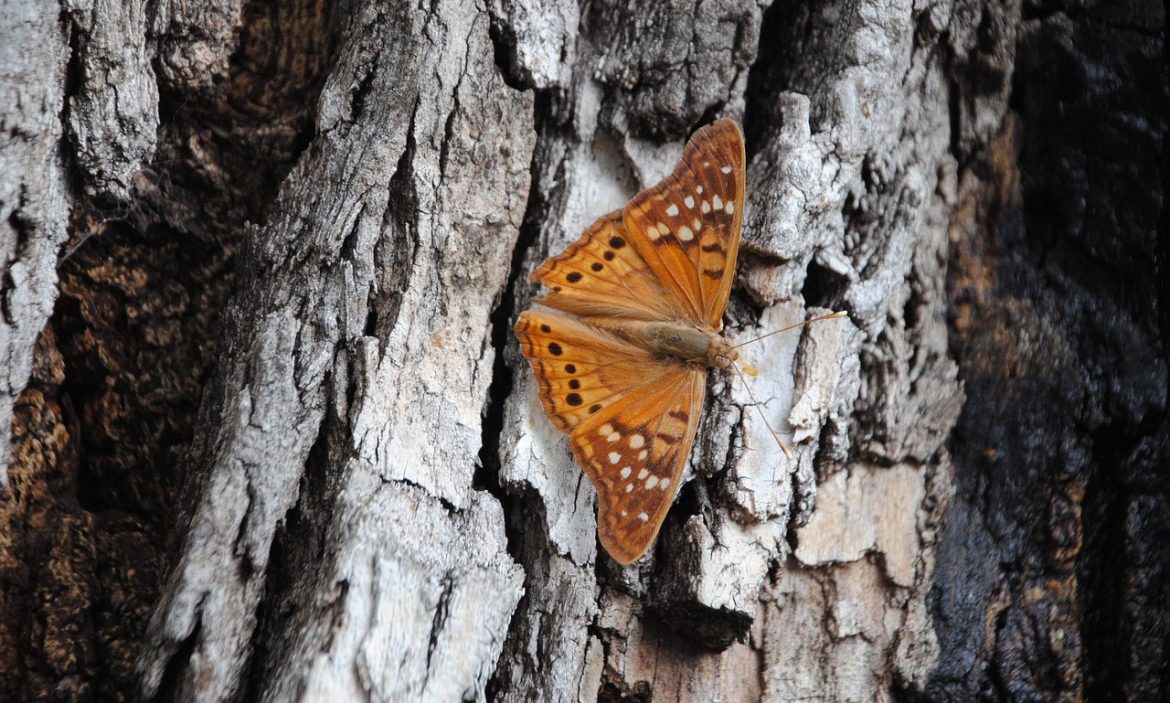 Hackberry Emperor