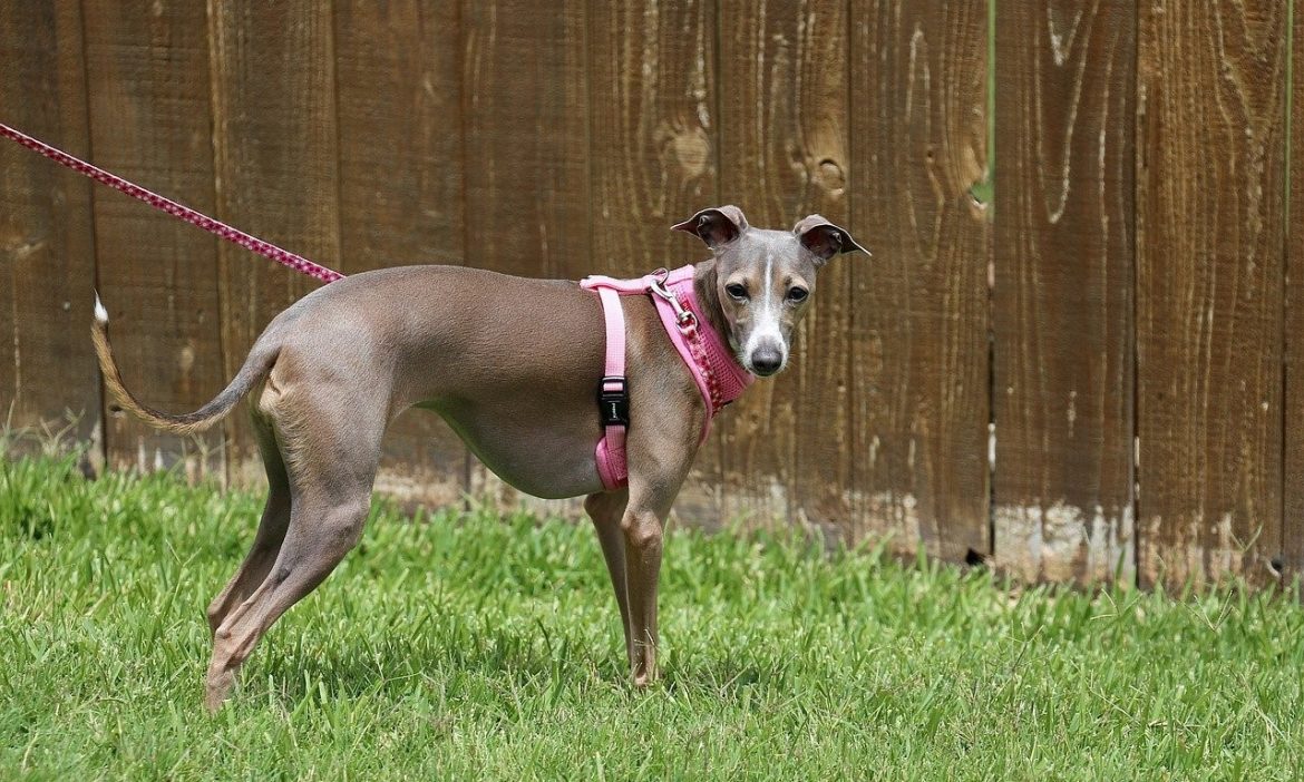 Italian Greyhound