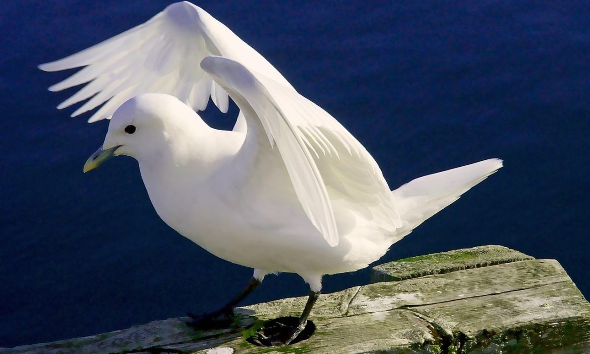 Ivory Gull
