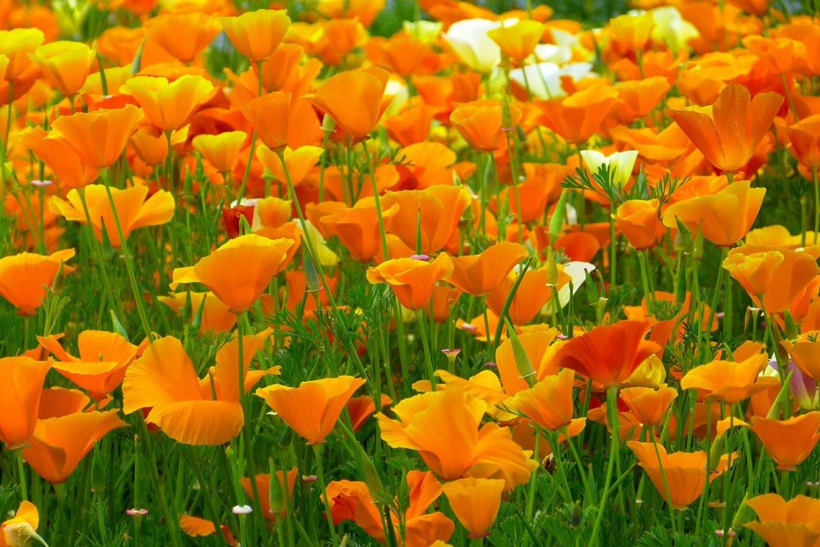 Iceland poppies