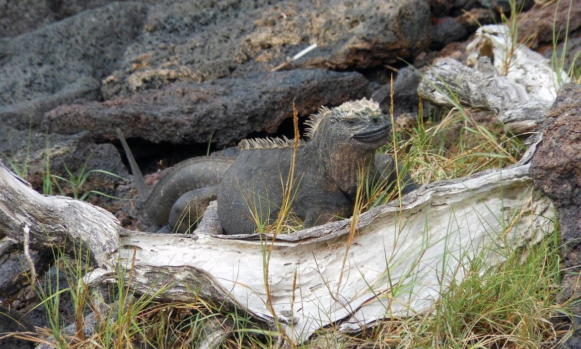 Marine Iguana in Isabela Island