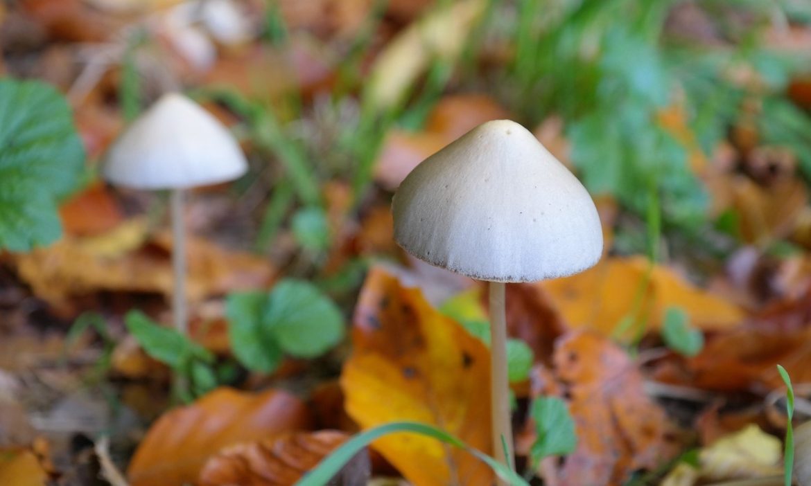 Hallucinogenic mushrooms