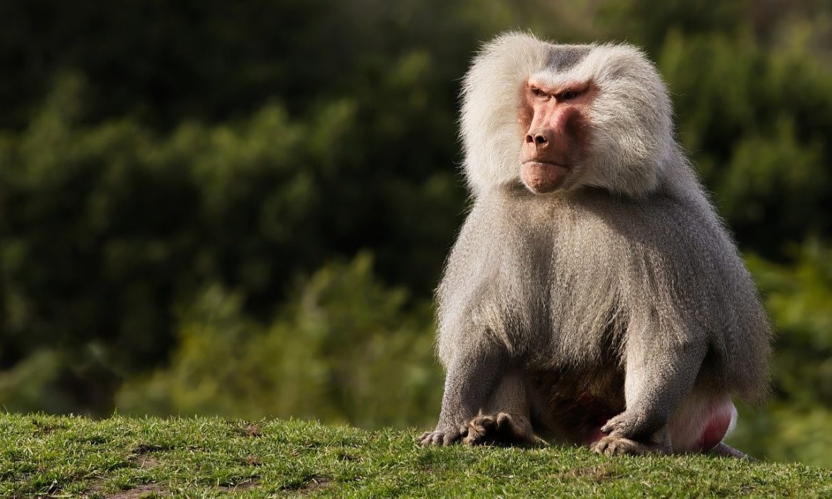 Hamadryas baboon