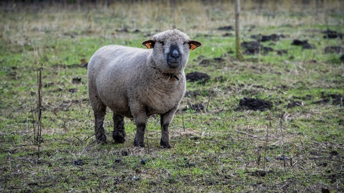Hampshire sheep