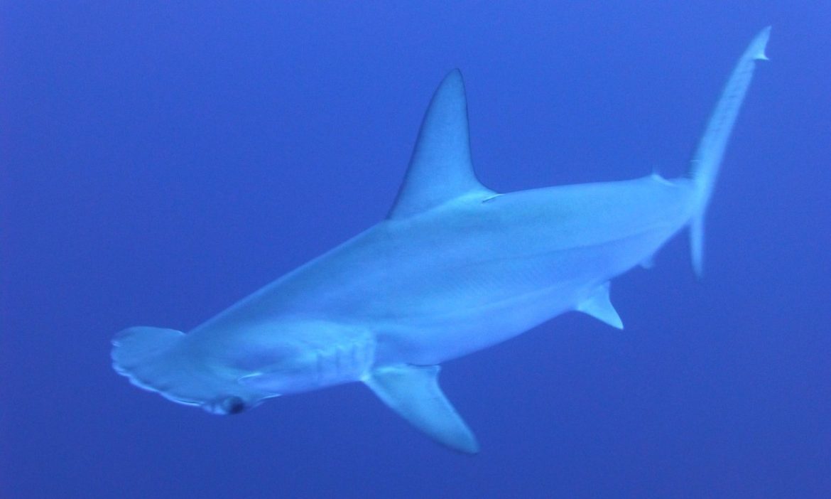 Hammerhead shark