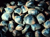 Hard clams