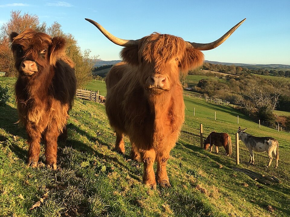 Highland Cows